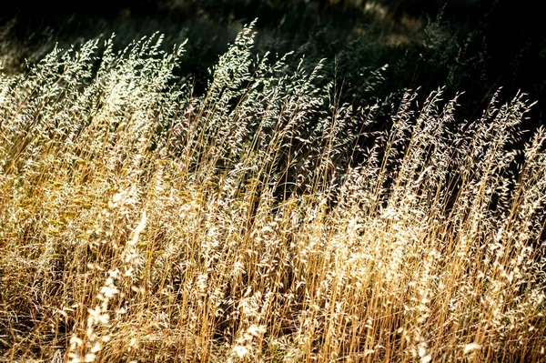 Piękne Uspokajające Suche Tło Trawy Płynnym Naturalnym Wzorem — Zdjęcie stockowe