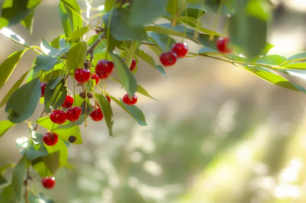 Ripe Cherries Bright Morning Sunlight — Stock Photo, Image