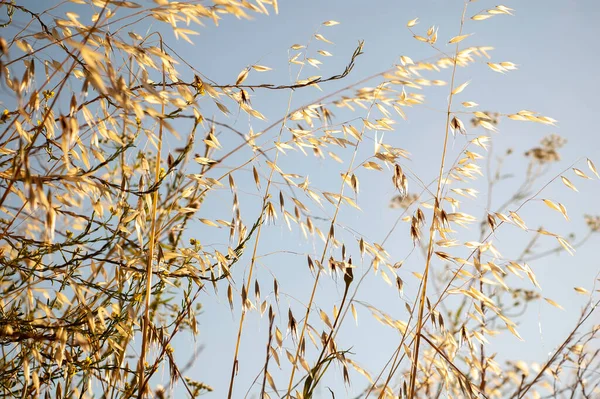 Piękne Uspokajające Suche Tło Trawy Suchy Widok Trawy Podczas Wschodu — Zdjęcie stockowe