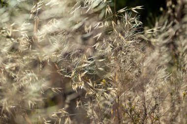Tertemiz doğal desenli, rahatlatıcı kuru ot arka planı.