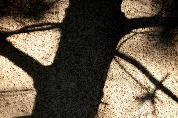 Σκοτεινή Σκιά Δέντρου Τσιμεντένιο Τοίχο — Φωτογραφία Αρχείου