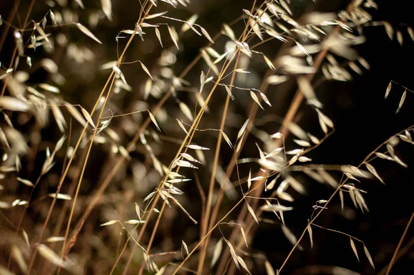 Belo Fundo Grama Seca Calmante Com Padrão Natural Sem Costura — Fotografia de Stock