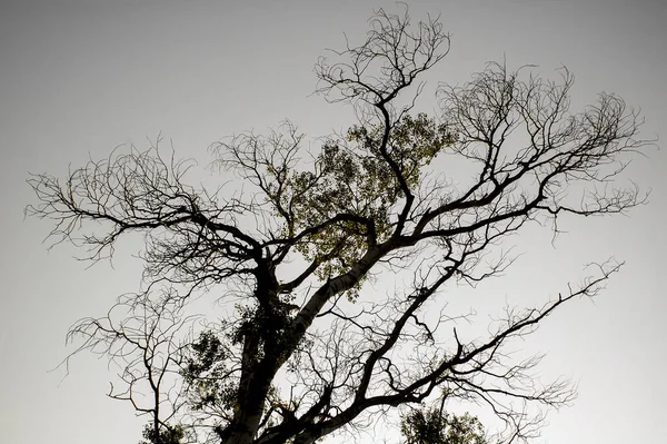 Imagem Saturada Baixa Uma Árvore — Fotografia de Stock