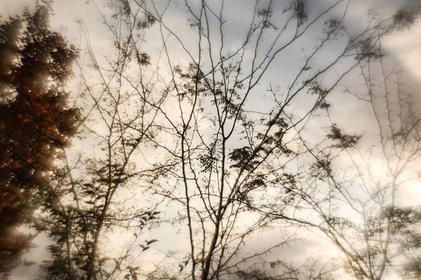 아름다운 초목들이 뒤덮여 식물들 이해가질 하늘을 등지고 바라본다 — 스톡 사진