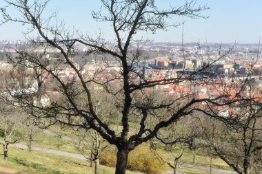 Prag 'ın çıplak bir ağaç yamaçtan manzarası
