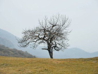 Tepede yapayalnız bir ağaç.