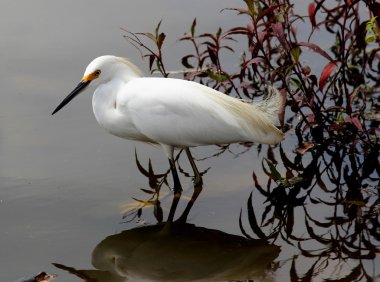 Gölde beyaz balıkçıl