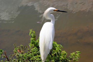Egretta thula göl kenarında