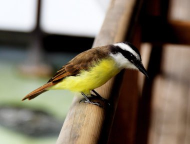 Doğal ortamlarında Pitangus sulphuratus
