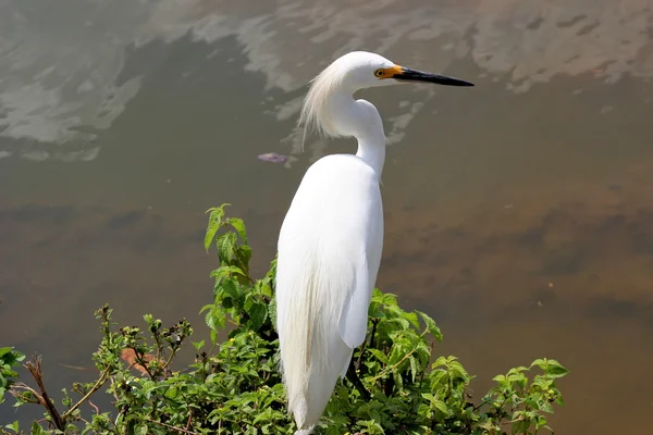 Drzewa Thuja Egretta nad jeziorem — Zdjęcie stockowe