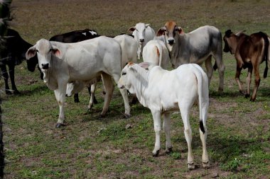 Mera yürüyüş buzağı