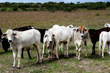 Mera yürüyüş sığır