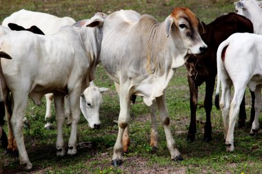 Mera yürüyüş buzağı