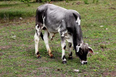 Büyük buzağı kuzeydoğu Brezilya'da çim yeme