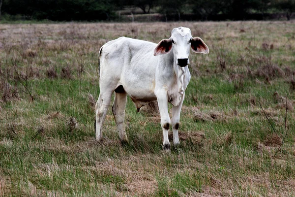 Calf looking at pasture Brazil — Stock Photo, Image