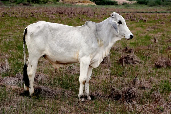 Profilo di pelle di vitello al pascolo — Foto Stock