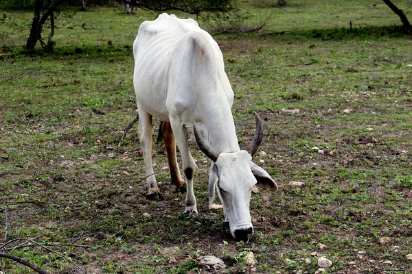 Cow födosök i en betesmark — Stockfoto