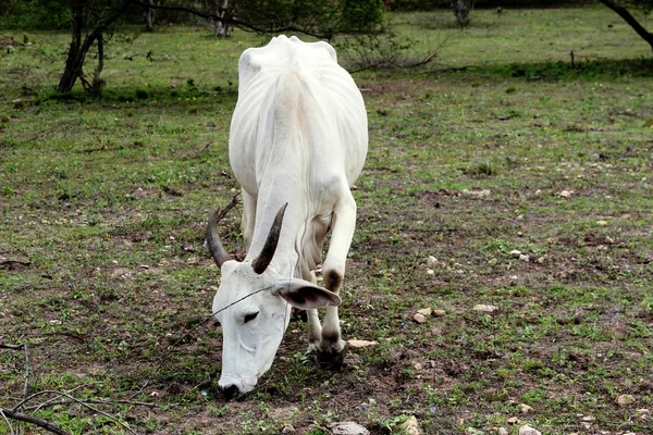 Vache mangeant de l'herbe dans le pâturage — Photo