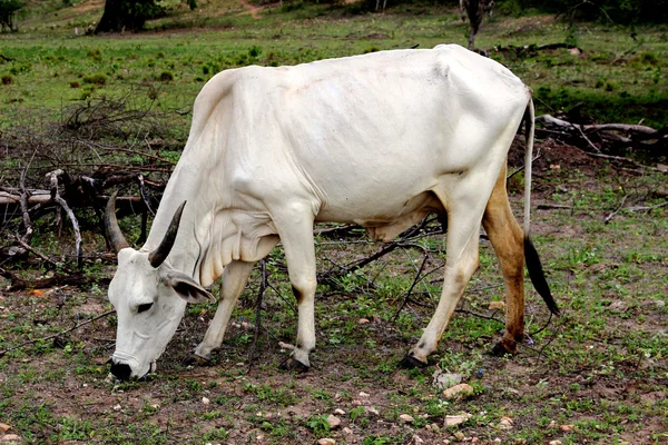 Vaca comiendo hierba — Foto de Stock