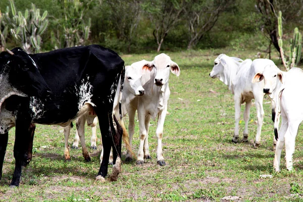 Ganado en pastos en busca de comida — Foto de Stock