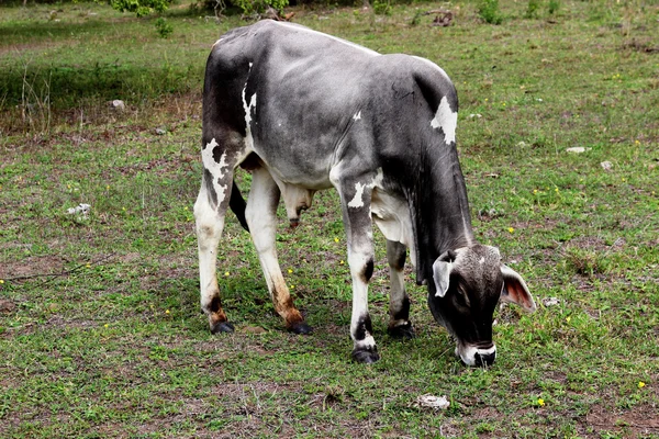 ลูกวัวตัวใหญ่กินหญ้าในบราซิลตะวันออกเฉียงเหนือ — ภาพถ่ายสต็อก