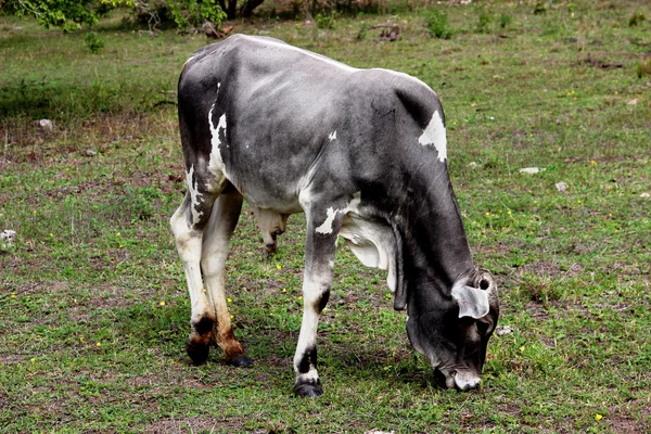 Gros veau mangeant de l'herbe dans les pâturages — Photo