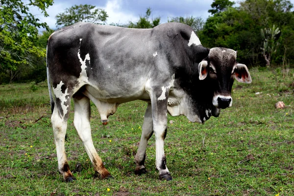 Grande vitello alla ricerca su pascolo verde — Foto Stock