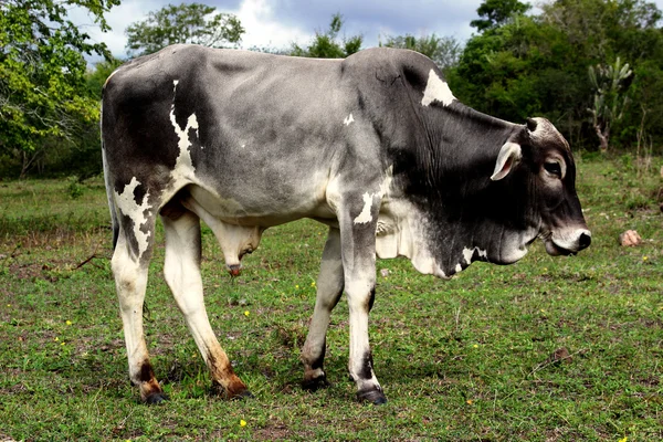 โพรไฟล์ลูกวัวขนาดใหญ่บนทุ่งหญ้าสีเขียว — ภาพถ่ายสต็อก