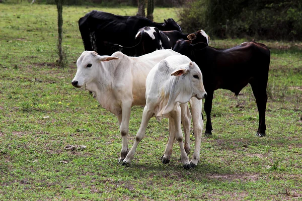 Terneros caminando en el pasto brasileño — Foto de Stock