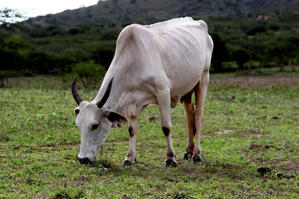 Vaca blanca comiendo hierba — Foto de Stock