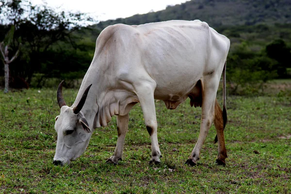 Vache blanche mangeant de l'herbe dans le pâturage — Photo