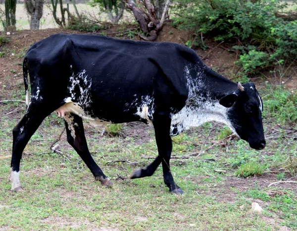 Vacca nera che cammina sul pascolo — Foto Stock