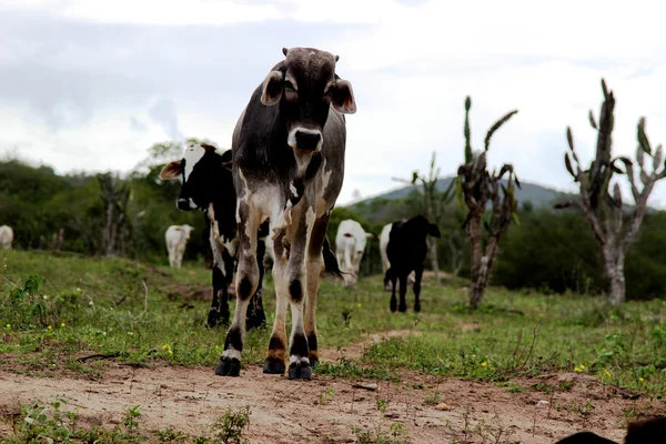 Ganado caminando en el pastizal brasileño — Foto de Stock