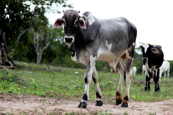 Ternero grande caminando en el pasto — Foto de Stock