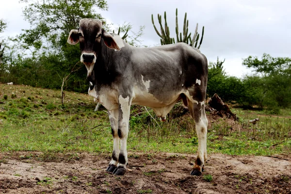 Grande cercando vitello al pascolo — Foto Stock