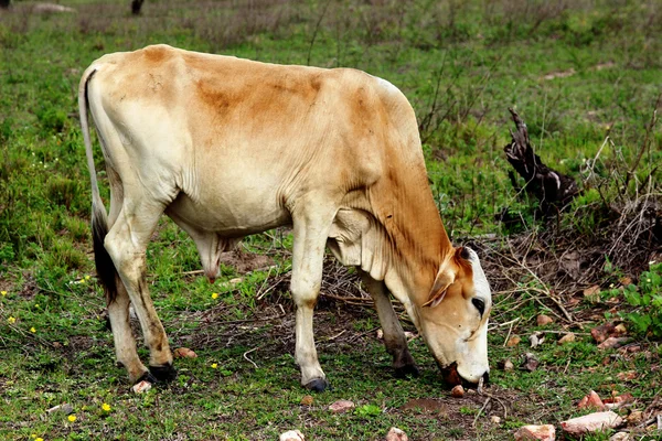 Vaca Comendo Fabria no paña — стоковое фото