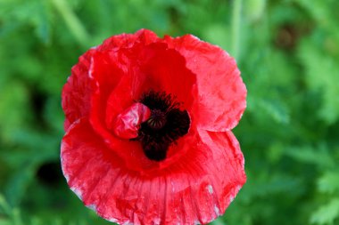 Kırmızı çiçek, yakın plan.