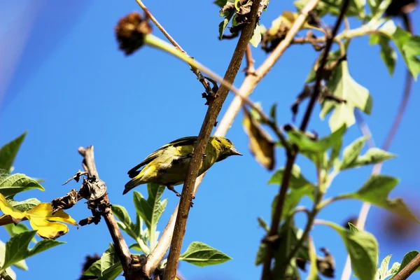 Carduelis carduelis — Foto de Stock