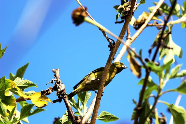 Carduelis carduelis — Fotografia de Stock