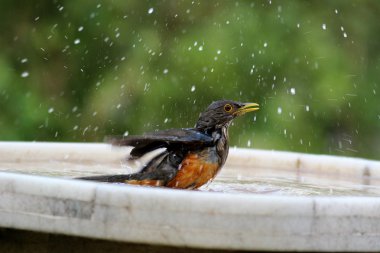 Turdus rufiventris banyo