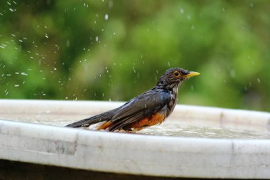 Turdus rufiventris banyo