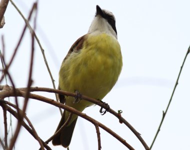 Pitangus sulphuratus