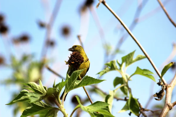 Carduelis carduelis — Fotografia de Stock