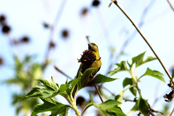 Carduelis carduelis — Stok fotoğraf