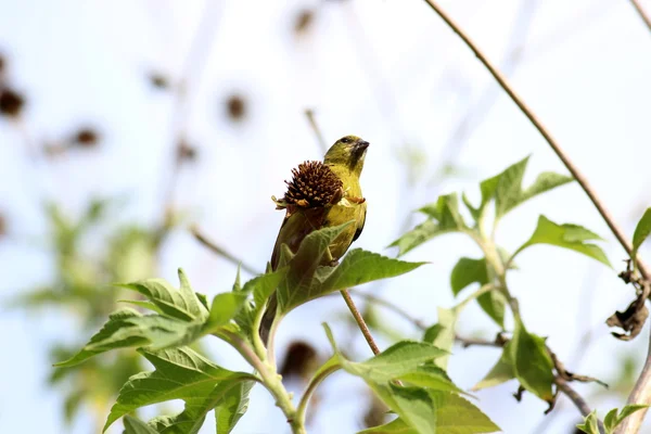 Carduelis carduelis — Stock fotografie