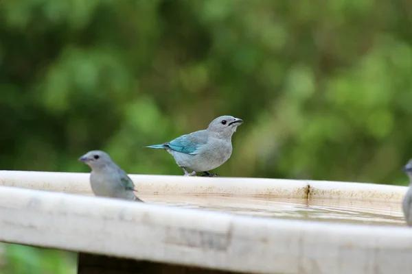 Birds assanhaços — Stock Photo, Image