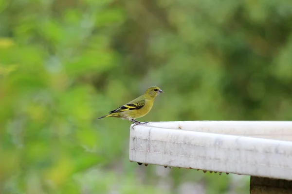 Carduelis carduelis — Foto de Stock