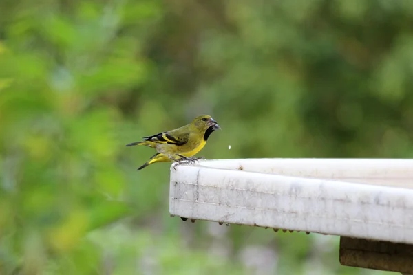 Goldfinches — Stock Photo, Image