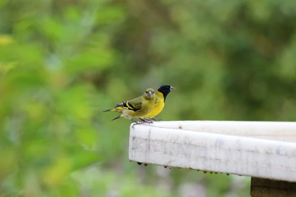 Goldfinches — Stock Photo, Image