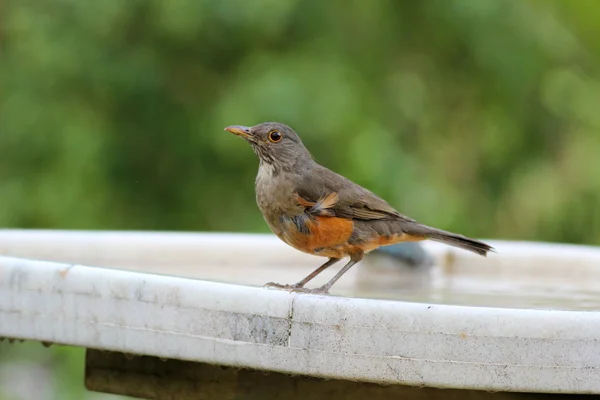 Turdus rufiventris — Zdjęcie stockowe